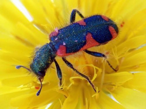 Trichodes sp.